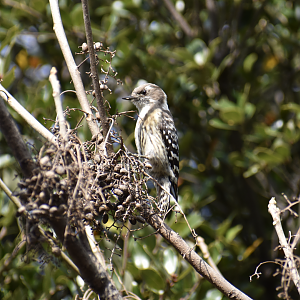 Japanese Pygmy Woodpecker ~ Tokyo Port Wild Bird Park