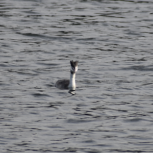 Great Crested Grebe ~ Tokyo Port Wild Bird Park