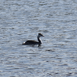 Great Crested Grebe ~ Tokyo Port Wild Bird Park