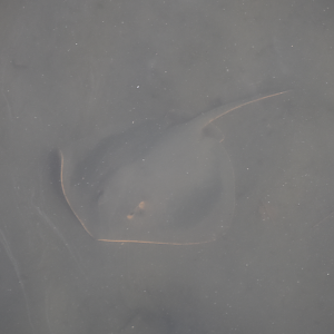 Red Stingray ~ Tokyo Port Wild Bird Park