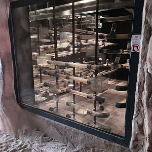 Wüstenhaus - Naked mole rat