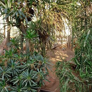 Wüstenhaus - Radiated tortoise