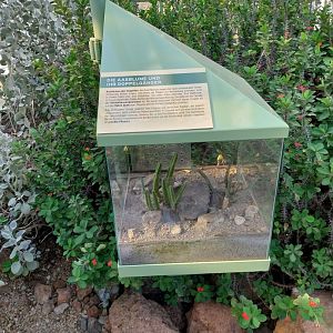 Wüstenhaus - Cold conservatory - Mirror plants