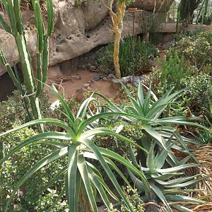 Wüstenhaus - Main conservatory (American desert) - Round-eared elephant shrew enclosure