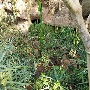Wüstenhaus - Main conservatory (American desert) - Round-eared elephant shrew enclosure