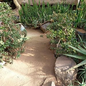 Wüstenhaus - Main conservatory (American desert) - Round-eared elephant shrew enclosure