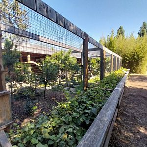 Blumengärten Hirschstetten - European wild cat enclosure