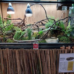 Blumengärten Hirschstetten - Palmenhaus - Japanese rat snake