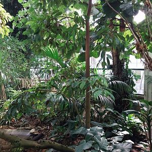 Blumengärten Hirschstetten - Palmenhaus - General view