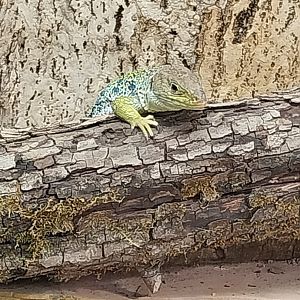 Blumengärten Hirschstetten - Palmenhaus - Mediterranean conservatory - Common wall lizard (Podarcis muralis)