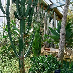 Blumengärten Hirschstetten - Palmenhaus - Mediterranean conservatory