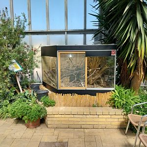 Blumengärten Hirschstetten - Palmenhaus - Palm tree conservatory - Barbary striped grass mouse terrarium