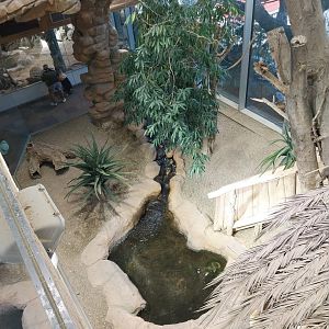 Haus des Meeres - Komodo dragon enclosure