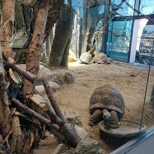 Haus des Meeres - Ringtailed maki enclosure