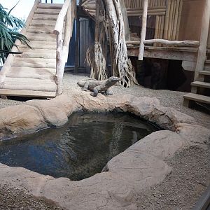 Haus des Meeres - Komodo dragon enclosure