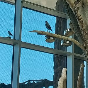 Haus des Meeres - Komodo dragon enclosure - Bank myna (Acridotheres ginginianus)