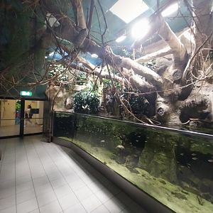 Haus des Meeres - Congobecken