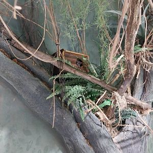 Haus des Meeres - Congobecken - Senegal galago (Galago senegalensis)