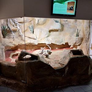 Haus des Meeres - Gila monster terrarium