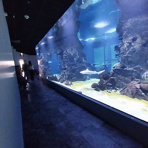 Haus des Meeres - 360° Haibecken