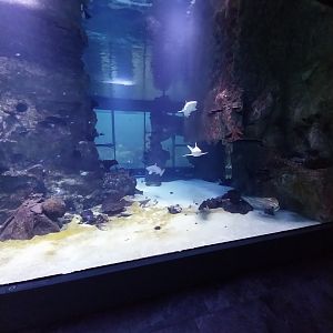 Haus des Meeres - 360° Haibecken