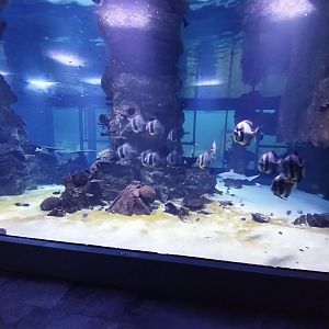 Haus des Meeres - 360° Haibecken