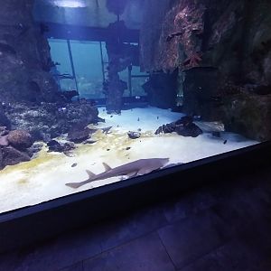 Haus des Meeres - 360° Haibecken