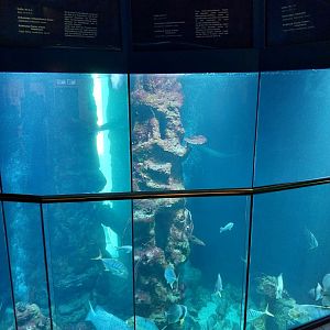 Haus des Meeres - Hans und Lotte Hass Shark Tank