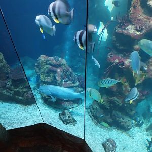 Haus des Meeres - Hans und Lotte Hass Shark Tank