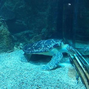Haus des Meeres - Hans und Lotte Hass Shark Tank - Green sea turtle "Puppi"  (Chelonia mydas)