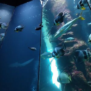 Haus des Meeres - Hans und Lotte Hass Shark Tank