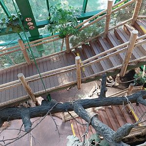 Haus des Meeres - Amazon rainforest - Descent