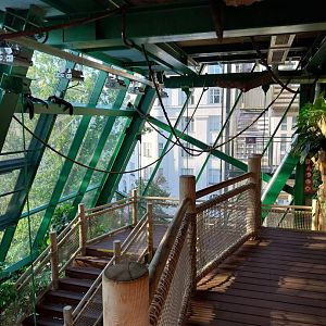 Haus des Meeres - Amazon rainforest - Resting white-faced saki (Pithecia pithecia)