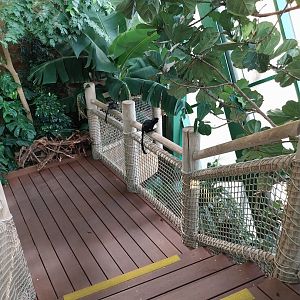 Haus des Meeres - Amazon rainforest - Goeldi's monkey (Callimico goeldii)