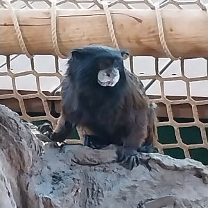 Haus des Meeres - Amazon rainforest - Spix's Saddle-back tamarin (Leontocebus fuscicollis)
