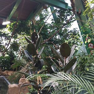 Haus des Meeres - Amazon rainforest