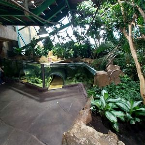 Haus des Meeres - Amazon rainforest - Lower floor ciclid tank