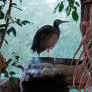 Haus des Meeres - Amazon rainforest - Grey-necked woodrail (Aramides cajaneus) ?