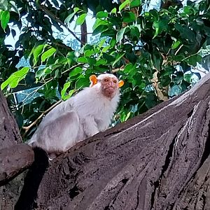 Haus des Meeres - Amazon rainforest - Silvery marmoset (Callithrix argentata)