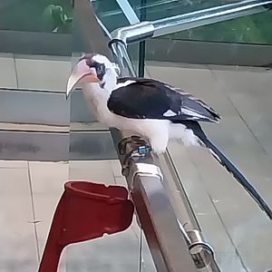 Haus des Meeres - Kroki park - Crowned hornbill (Lophoceros alboterminatus) ?