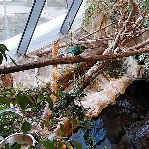 Haus des Meeres - Kroki park - Emerald starling (Lamprotornis iris)