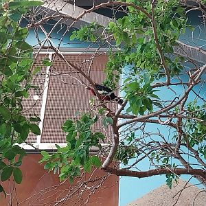 Haus des Meeres - Kroki park - Bearded barbet (Lybius dubius)