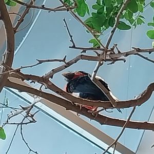 Haus des Meeres - Kroki park - Bearded barbet (Lybius dubius)
