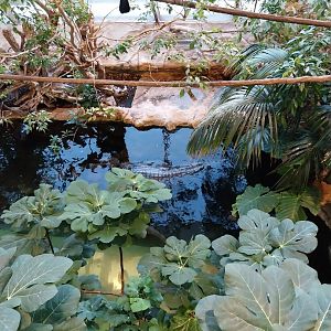 Haus des Meeres - Kroki park - Superb starling (Lamprotornis superbus) and white-crested turaco (Tauraco leucolophus)