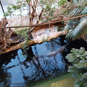 Haus des Meeres - Kroki park - False gharial (Tomistoma schlegelii)