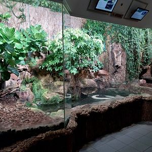 Haus des Meeres - Boidae terrarium