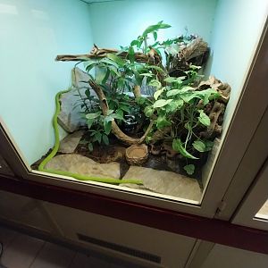 Haus des Meeres - Hall for venomous snakes - Western green mamba (Dendroaspis viridis)