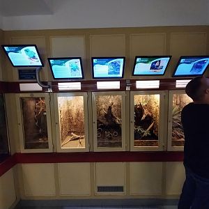 Haus des Meeres - Room for insects and spiders