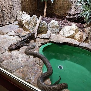 Haus des Meeres - Hall for venomous snakes - Monocled cobra (Naja kaouthia)