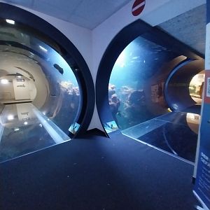 Haus des Meeres - Atlantic Ocean tunnel